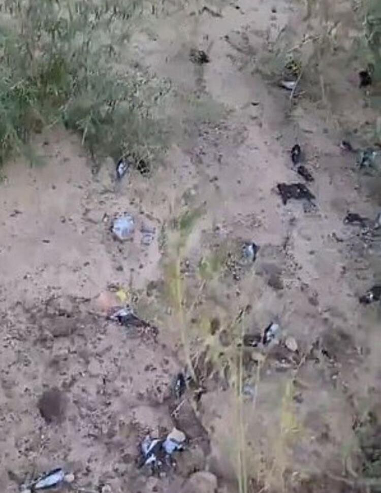 New Mexico’da yüz binlerce göçmen kuş ölü bulundu! - Sayfa 8