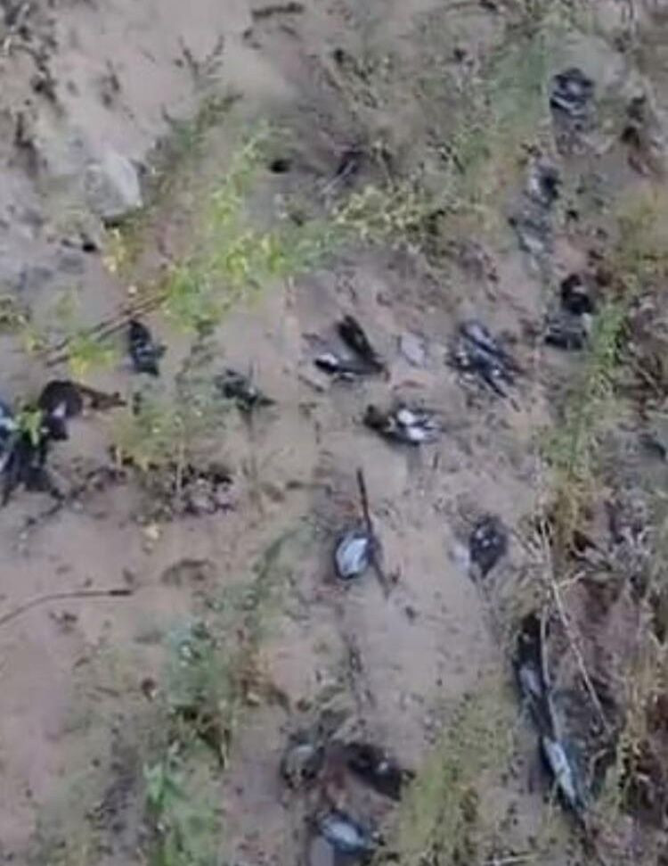 New Mexico’da yüz binlerce göçmen kuş ölü bulundu! - Sayfa 9