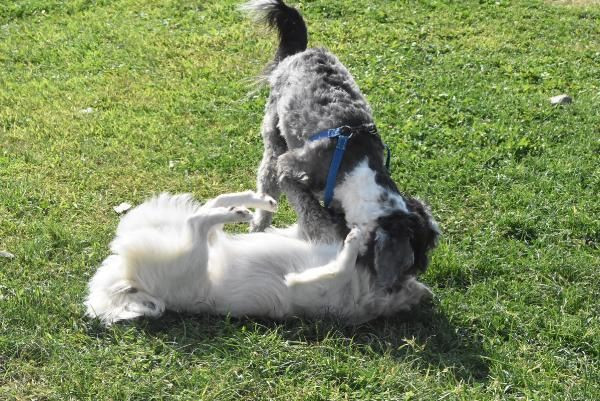 Mustafa Türel Gürcan: Hayvanlara özgü koronavirüs kedilerde ölümcül - Sayfa 5