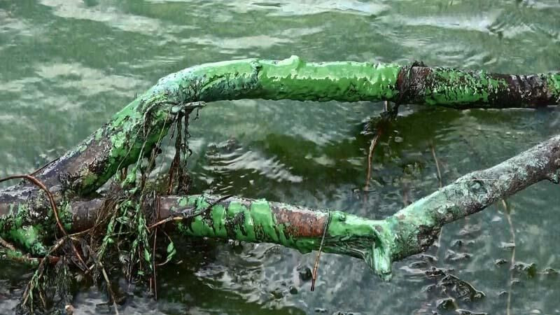 Eyüpsultan'da göle kimyasal atık boşalttılar! - Sayfa 10