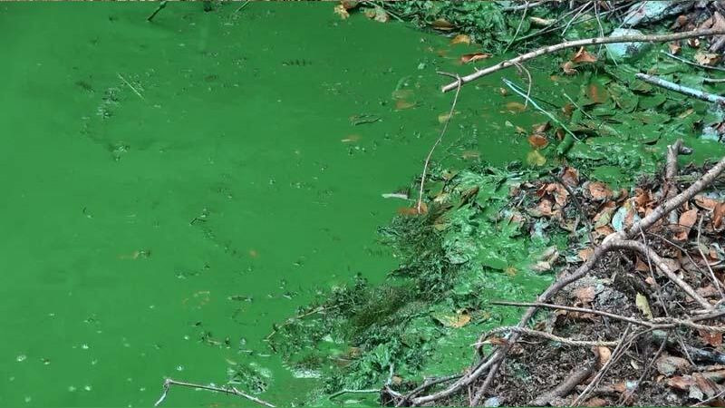 Eyüpsultan'da göle kimyasal atık boşalttılar! - Sayfa 9