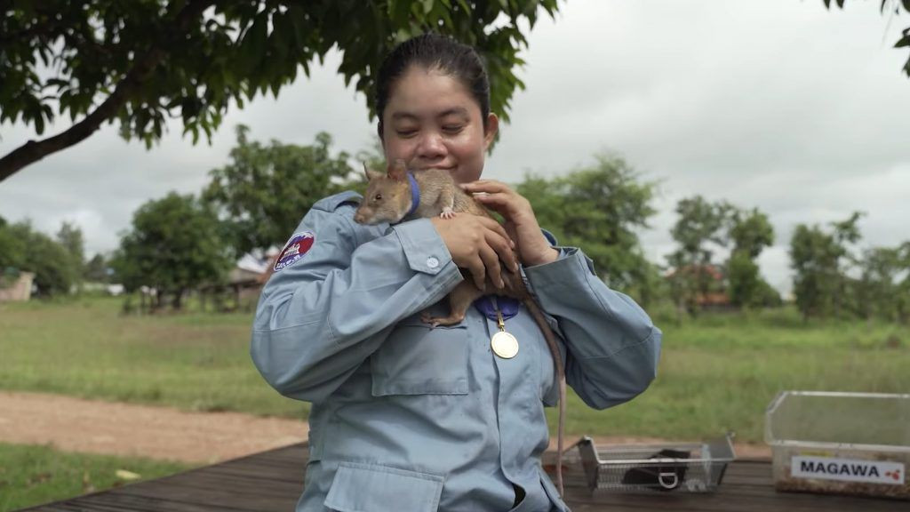 Sıçan Magawa'ya altın madalya - Sayfa 8