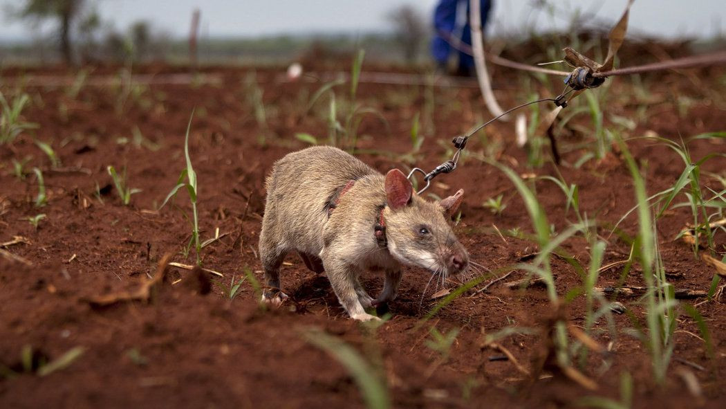 Sıçan Magawa'ya altın madalya - Sayfa 11