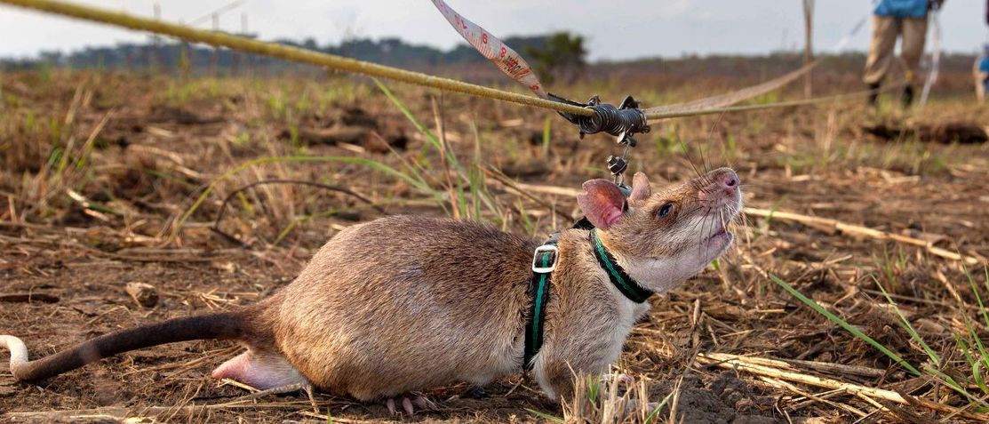 Sıçan Magawa'ya altın madalya - Sayfa 13