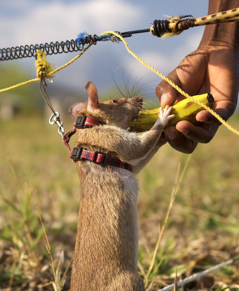 Sıçan Magawa'ya altın madalya - Sayfa 14