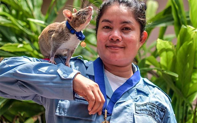 Sıçan Magawa'ya altın madalya - Sayfa 7