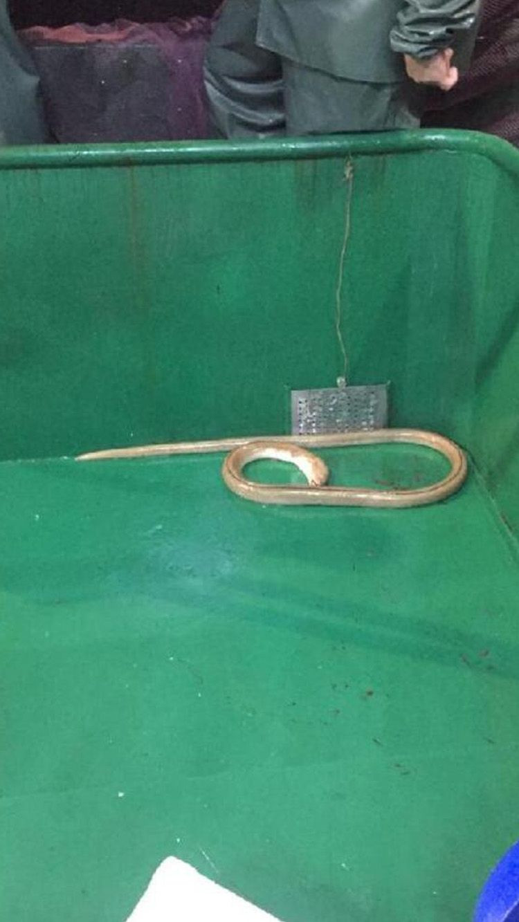 Ağlara takıldı, balıkçılar panik yaşadı! - Sayfa 5