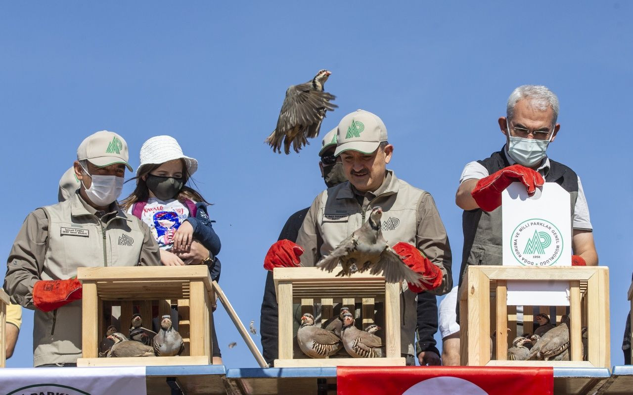 Bakan Bekir Pakdemirli yaban hayvanlarını doğaya bıraktı - Sayfa 25