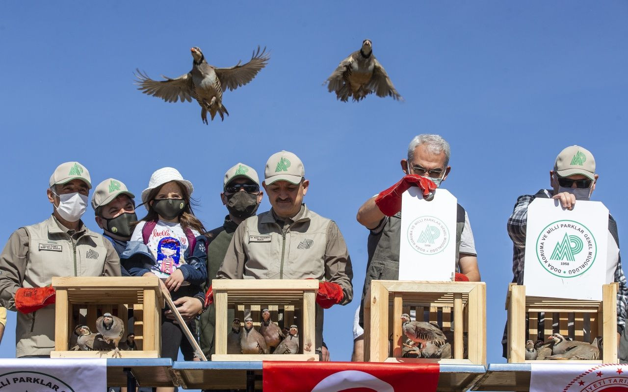 Bakan Bekir Pakdemirli yaban hayvanlarını doğaya bıraktı - Sayfa 24