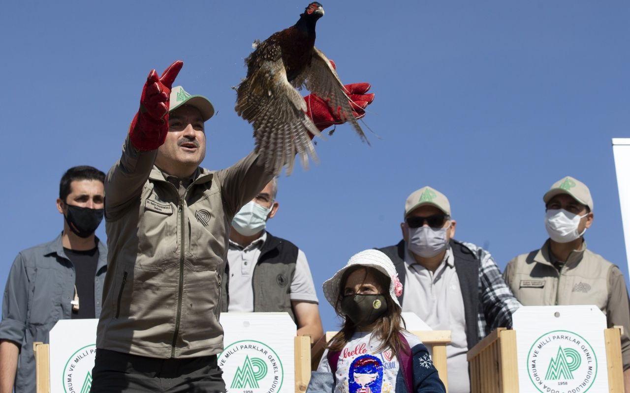 Bakan Bekir Pakdemirli yaban hayvanlarını doğaya bıraktı - Sayfa 23