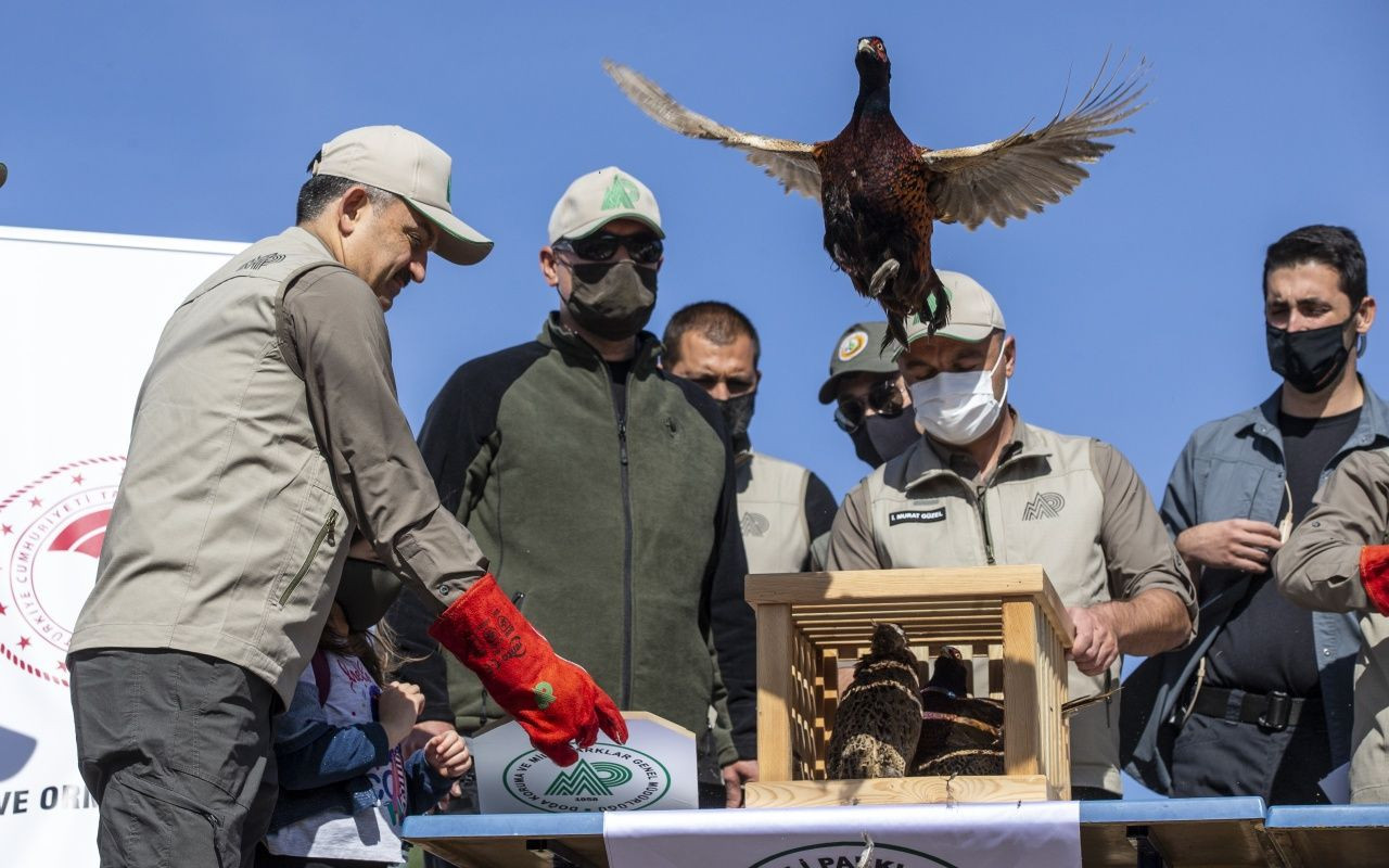 Bakan Bekir Pakdemirli yaban hayvanlarını doğaya bıraktı - Sayfa 21
