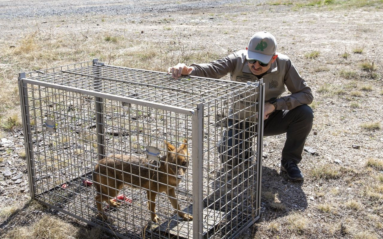 Bakan Bekir Pakdemirli yaban hayvanlarını doğaya bıraktı - Sayfa 13