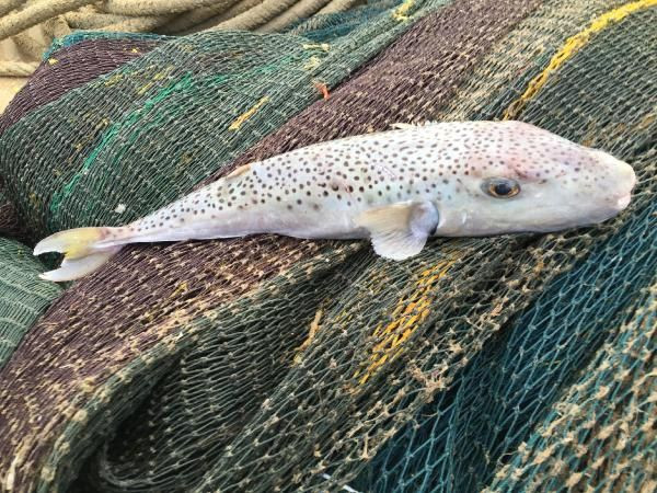 Bilim insanı uyardı: Japonlar yiyor diye sakın yemeyin! - Sayfa 5