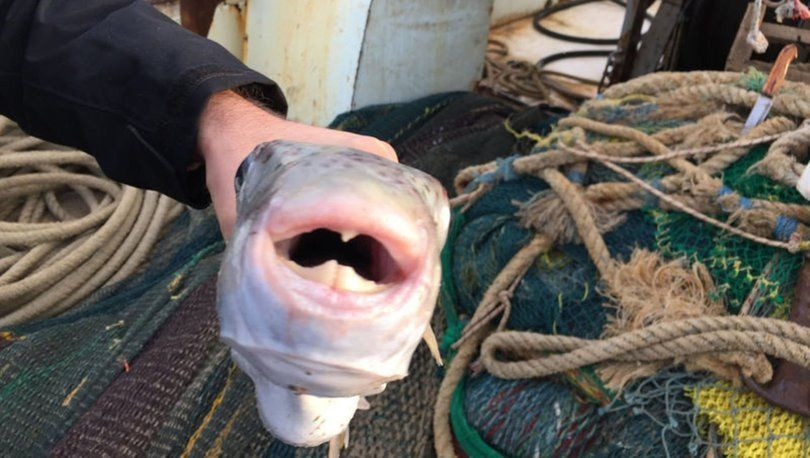 Bilim insanı uyardı: Japonlar yiyor diye sakın yemeyin! - Sayfa 6