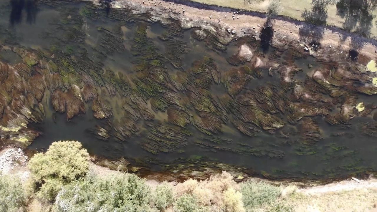 Kızılırmak kuruyor! Balık ölümleri başladı - Sayfa 9