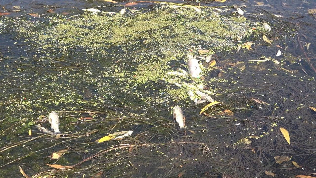 Kızılırmak kuruyor! Balık ölümleri başladı - Sayfa 6