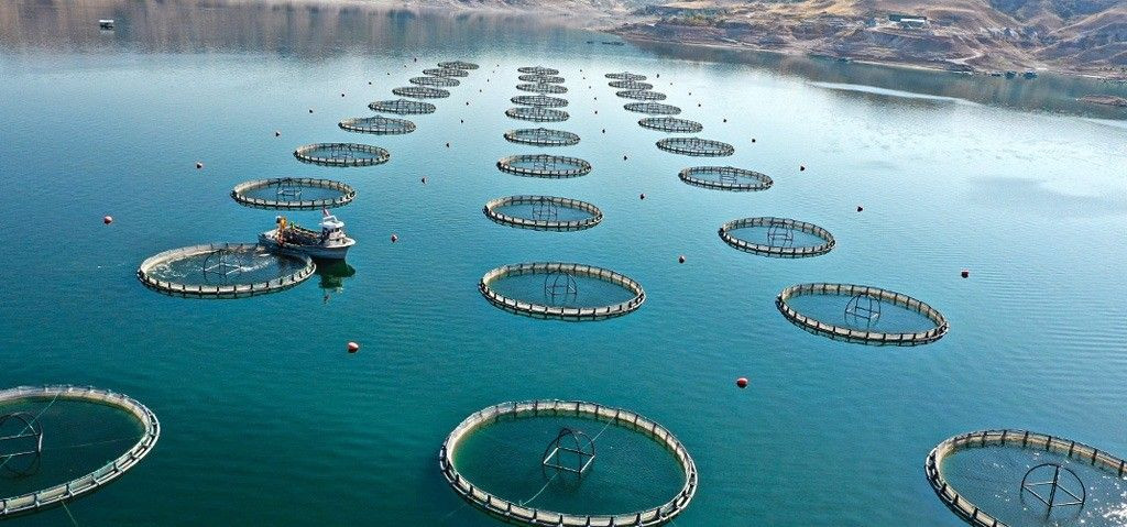 Denizi olmayan Kayseri'den 'Somon' ihracatı - Sayfa 8