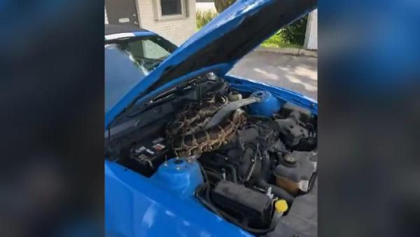 Lüks aracın kaputundan 3 metrelik dev piton çıktı! - Sayfa 5