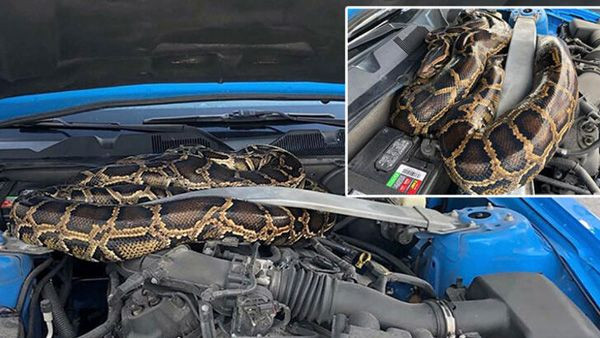 Lüks aracın kaputundan 3 metrelik dev piton çıktı! - Sayfa 7