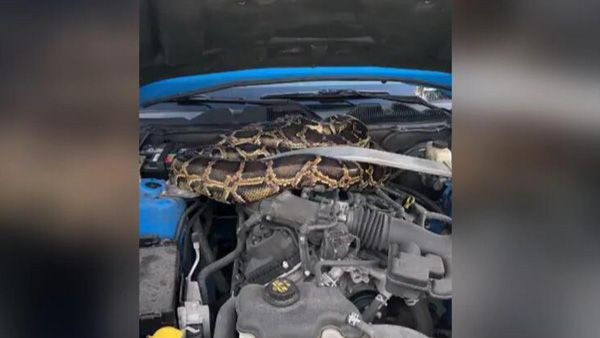 Lüks aracın kaputundan 3 metrelik dev piton çıktı! - Sayfa 8