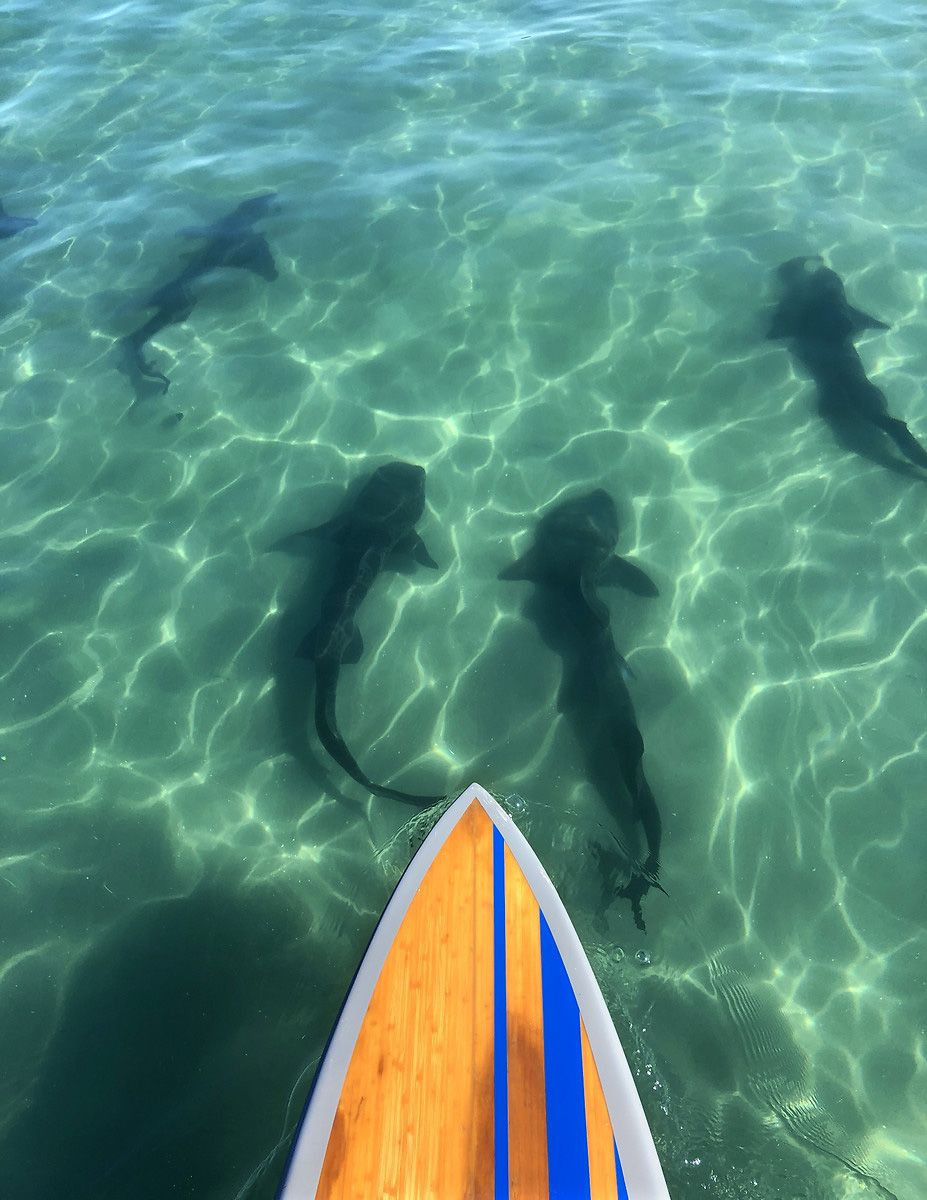 Köpek balıklarıyla yüzmek isteyen adrenalin tutkunları San Diego sahillerinde - Sayfa 10