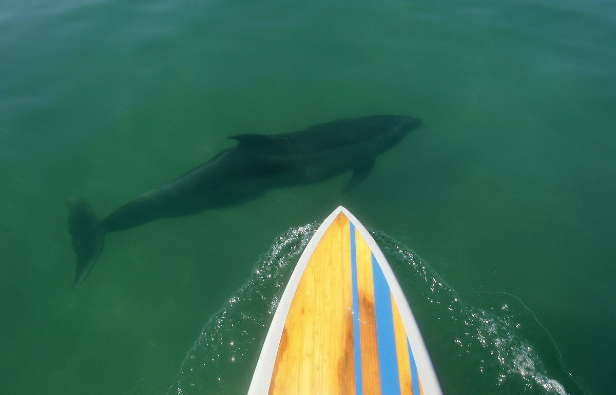 Köpek balıklarıyla yüzmek isteyen adrenalin tutkunları San Diego sahillerinde - Sayfa 5