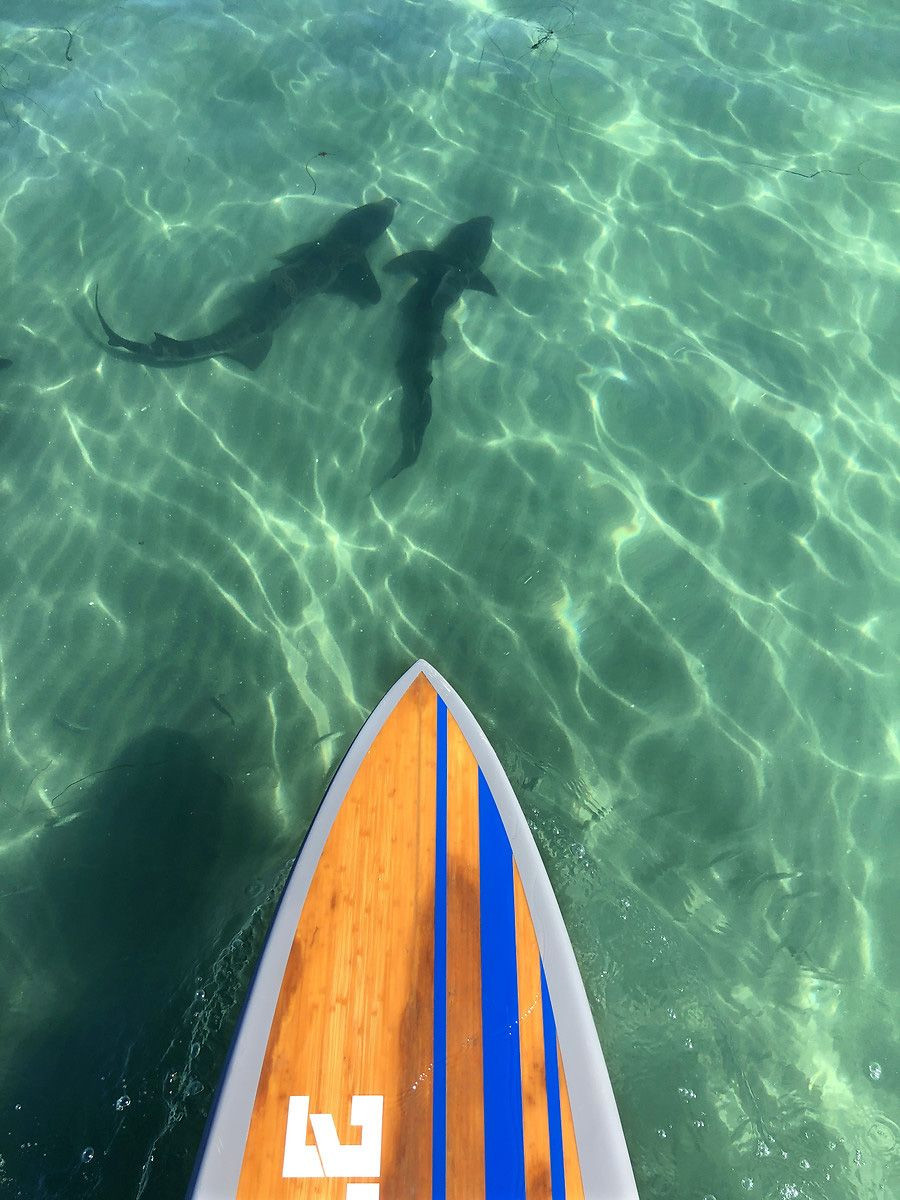 Köpek balıklarıyla yüzmek isteyen adrenalin tutkunları San Diego sahillerinde - Sayfa 7