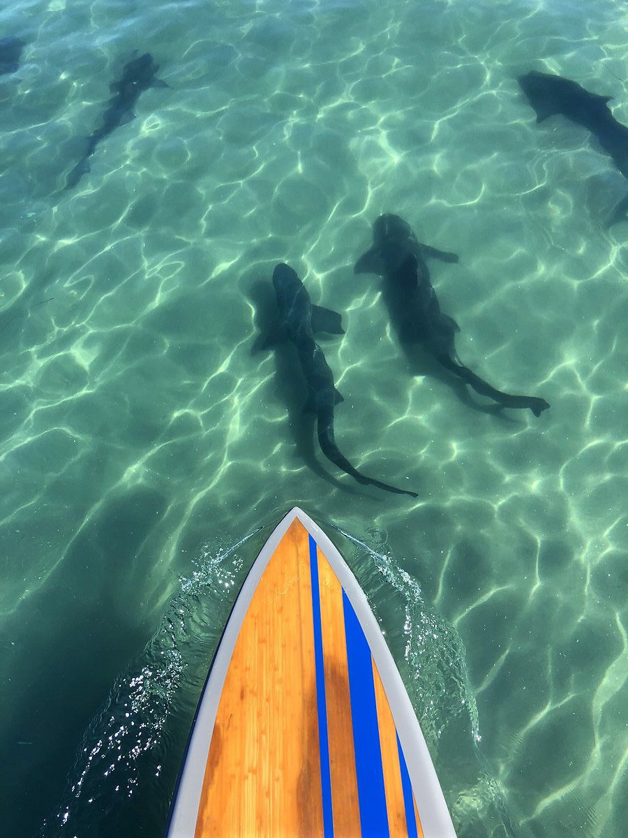 Köpek balıklarıyla yüzmek isteyen adrenalin tutkunları San Diego sahillerinde - Sayfa 9