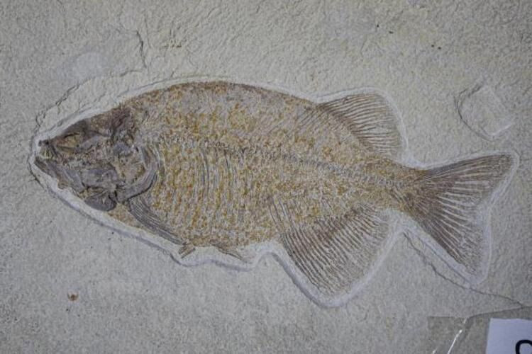 Adnan Oktar'ın kaçak fosilleri ile ilgili dikkat çeken detaylar! - Sayfa 6