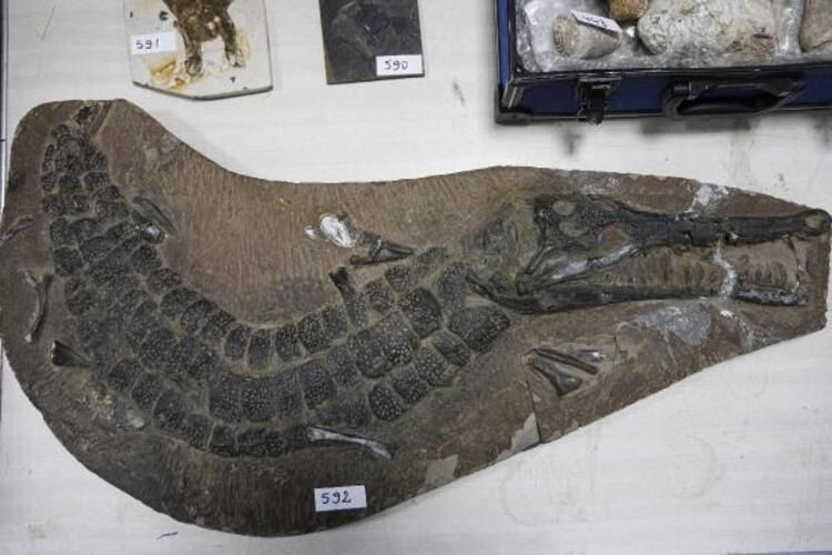 Adnan Oktar'ın kaçak fosilleri ile ilgili dikkat çeken detaylar! - Sayfa 8