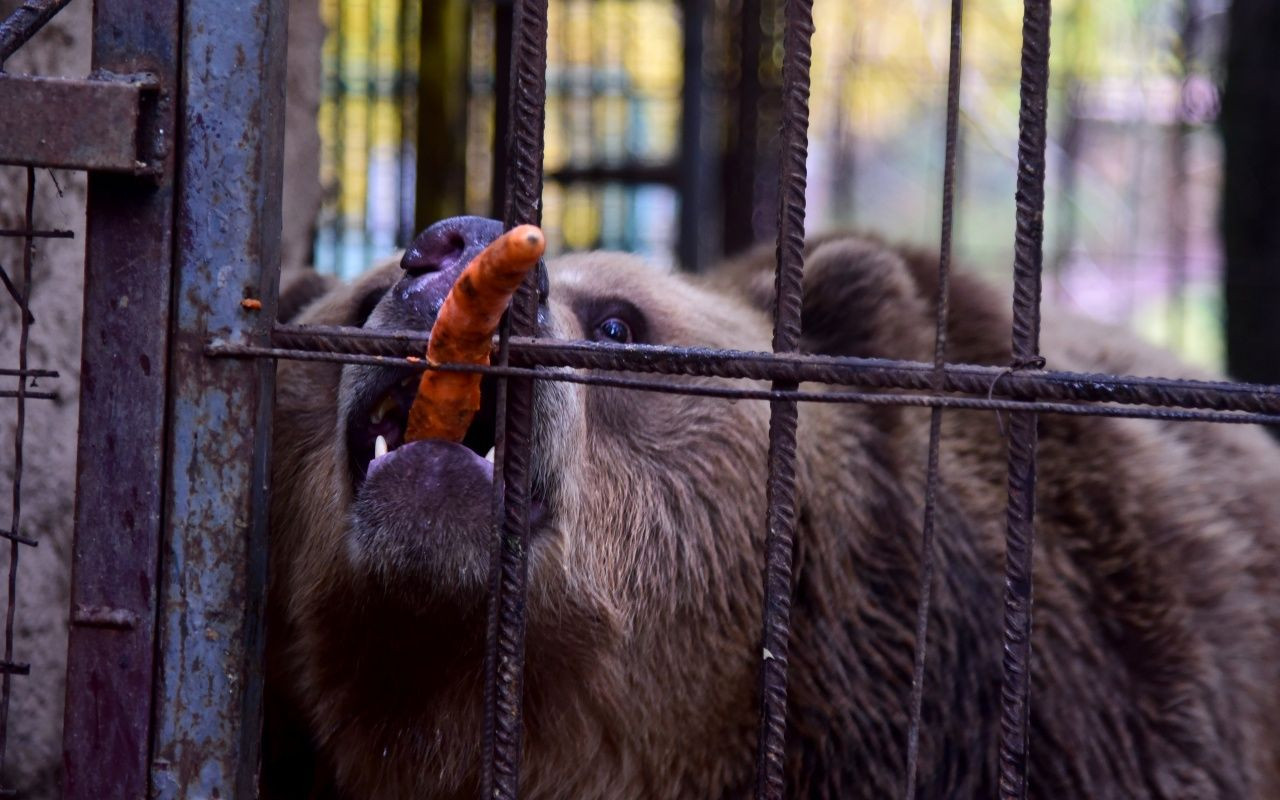 Yeni evine böyle götürdüler - Sayfa 6