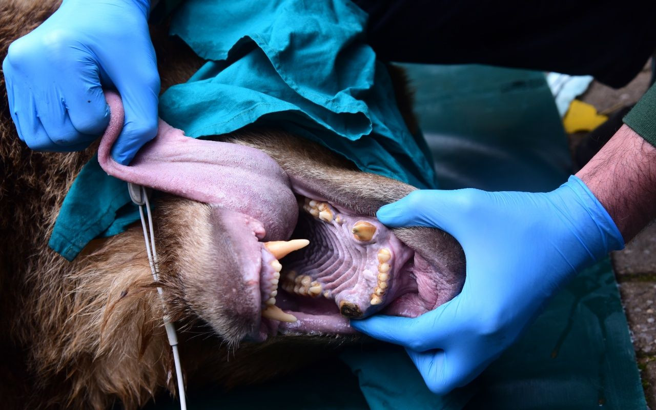 Yeni evine böyle götürdüler - Sayfa 5