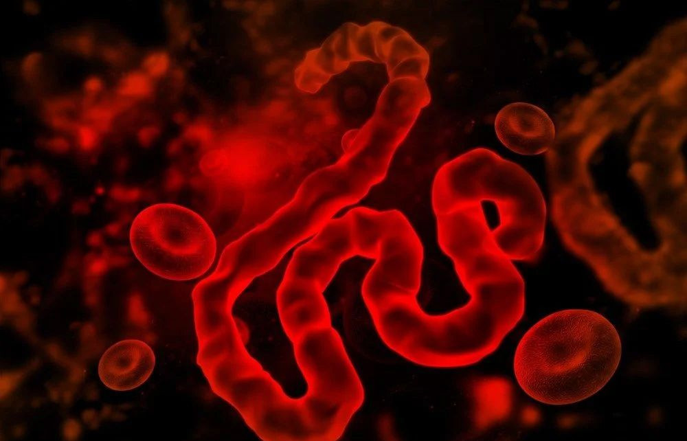 Bolivya'da insanlar arasında yayılmaya başladı! 'Chapare' virüsü 3 kişiyi öldürdü... - Sayfa 9