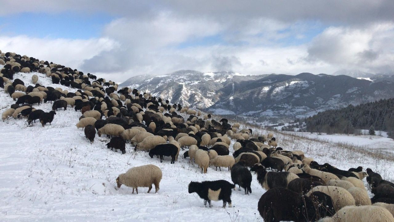 Rize ve Artvin'den kar manzaraları - Sayfa 10
