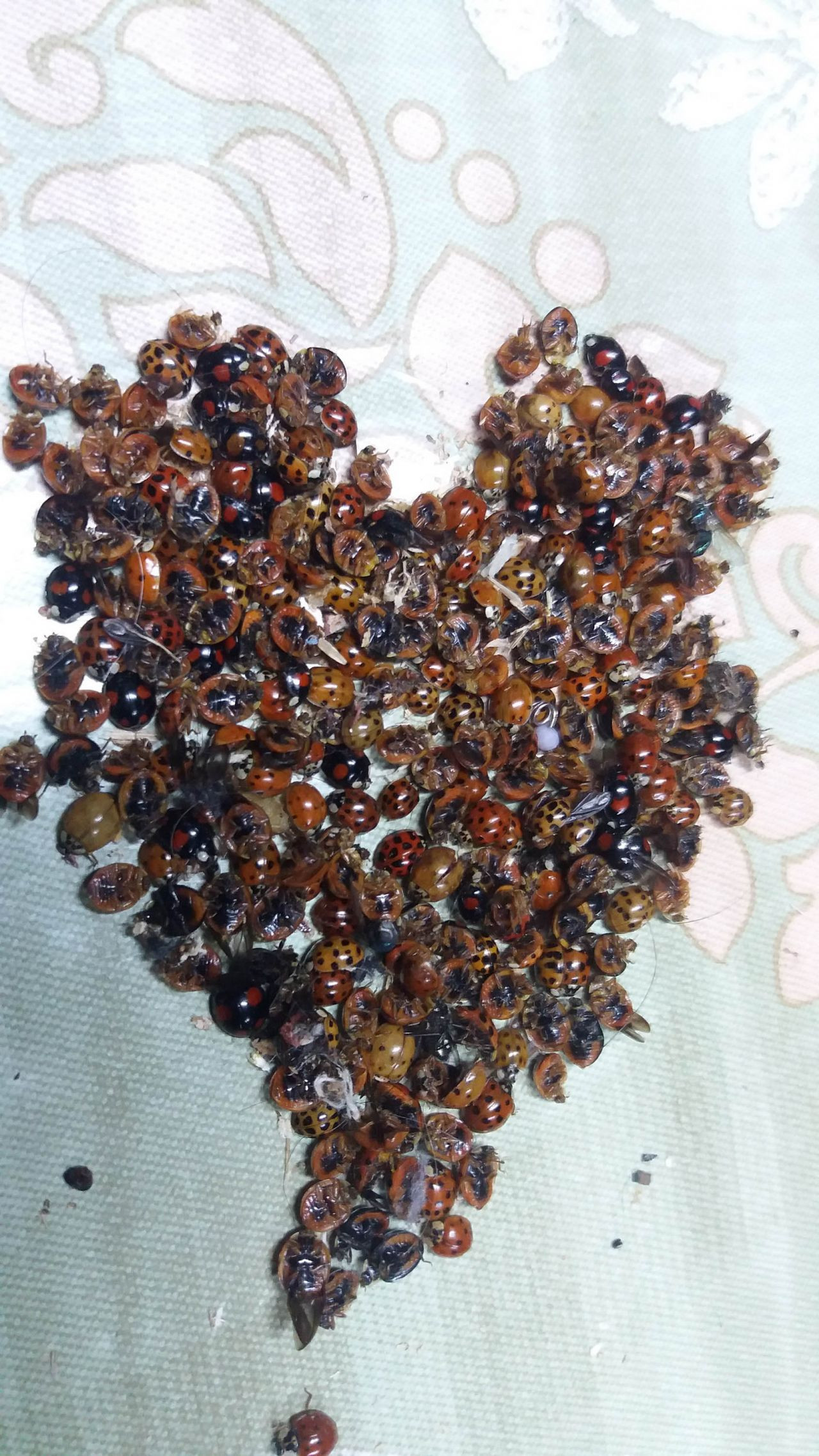 Rize'de 'uğur böceği' istilası - Sayfa 5