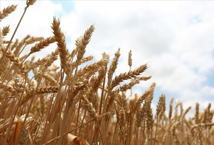 Pandemi sonrası için kıtlık uyarısı! - Sayfa 11