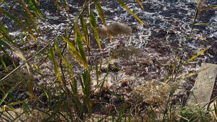 Bursa'da derelere zehir salınıyor! - Sayfa 6