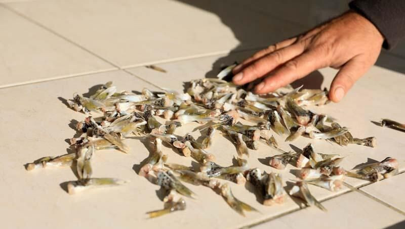 Bakanlık balon balığı kuyruğunun tanesini 5 liradan alıyor! - Sayfa 5