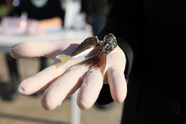 Bakanlık balon balığı kuyruğunun tanesini 5 liradan alıyor! - Sayfa 7