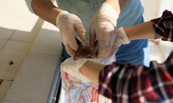 Bakanlık balon balığı kuyruğunun tanesini 5 liradan alıyor! - Sayfa 9