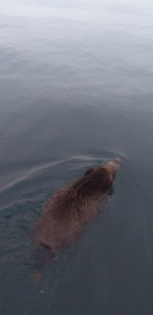 Van Gölü'nde canavar heyecanı - Sayfa 5