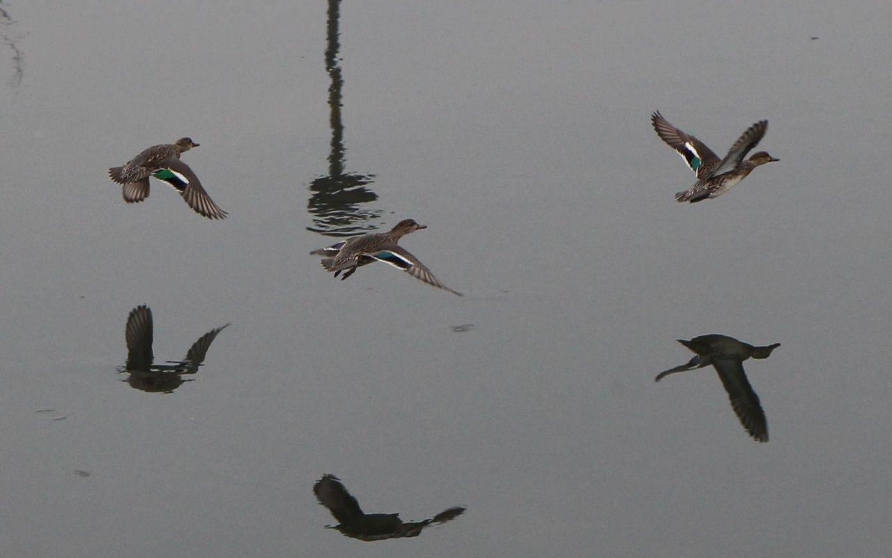Yeşilırmak da alarm vermeye başladı - Sayfa 5