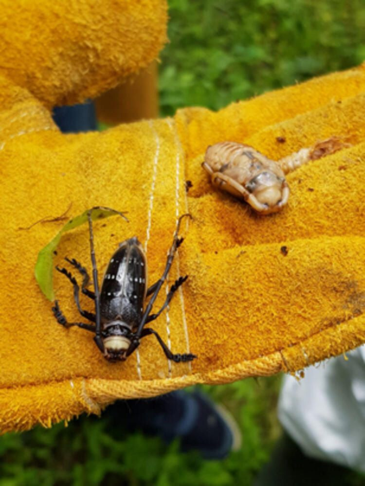 7 mahalle karantinada ve imha edildi! - Sayfa 7