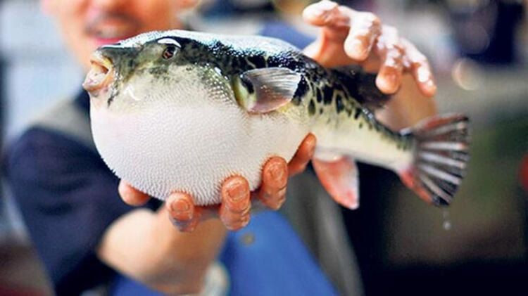 Balon balığı zehri fiyatı 1 gramı 1 milyon euro! - Sayfa 10