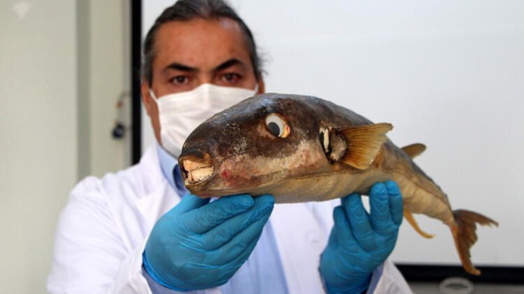 Balon balığı zehri fiyatı 1 gramı 1 milyon euro! - Sayfa 5