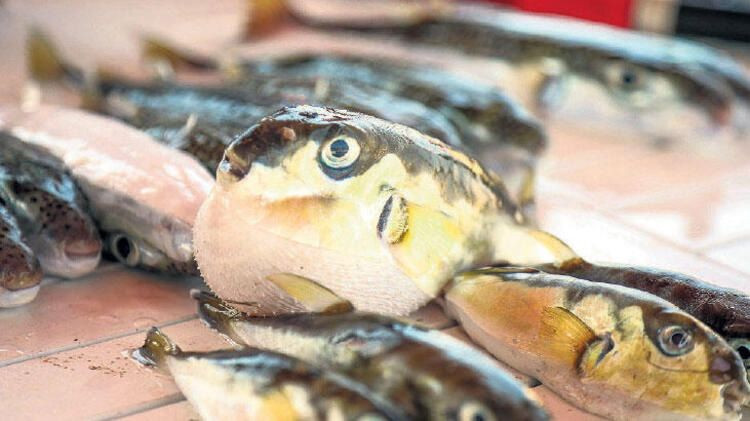 Balon balığı zehri fiyatı 1 gramı 1 milyon euro! - Sayfa 7