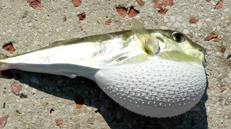 Balon balığı zehri fiyatı 1 gramı 1 milyon euro! - Sayfa 8