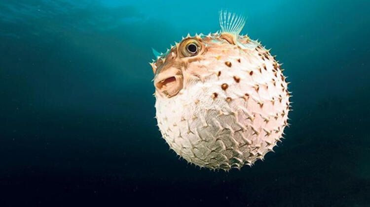 Balon balığı zehri fiyatı 1 gramı 1 milyon euro! - Sayfa 9