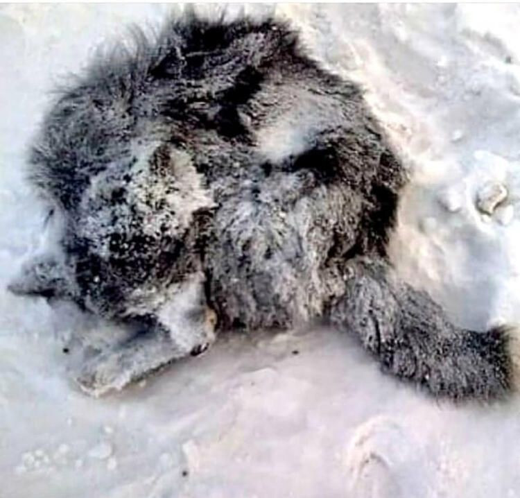 Termometreler eksi 48'i gördü - Sayfa 14