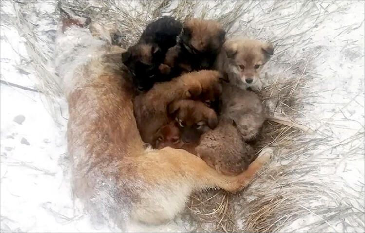 Termometreler eksi 48'i gördü - Sayfa 15